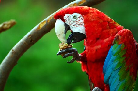 Beak beautiful photo colorful