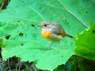 Young animal erithacus rubecula photo