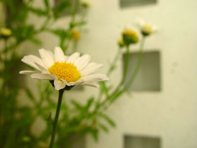 Daisy wall 