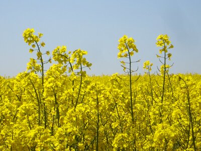 Blossom bloom plant