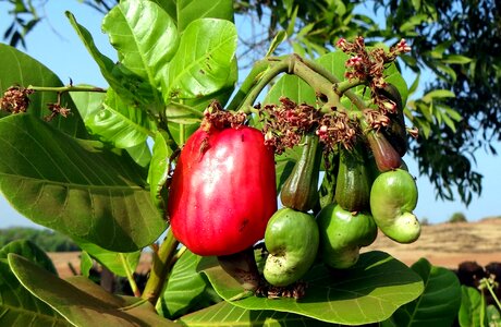 Fruit green leaves tree