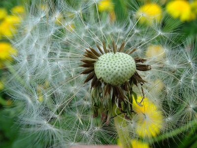Flower plant spring