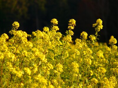 Bloom plant yellow