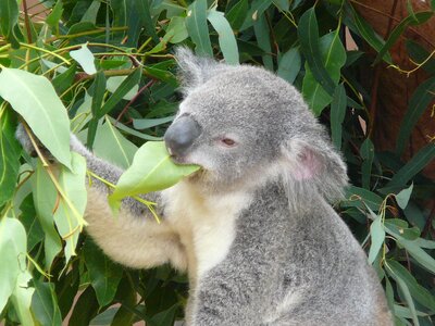 Marsupial wildlife tree photo
