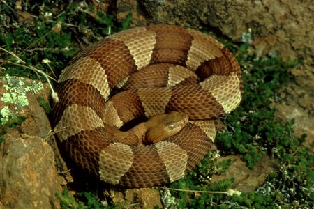 Agkistrodon Contortrix broad snake