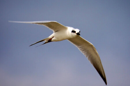 Common Tern in flight photo