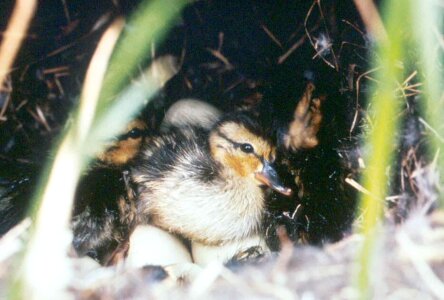 Mallard match snow