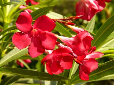 Laurel rose dog gift greenhouse apocynaceae photo