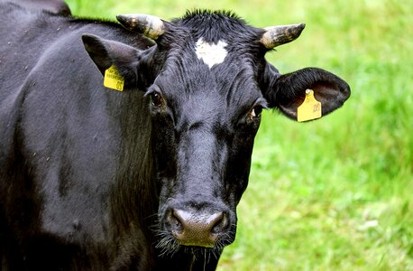 Animal beautiful photo bovine