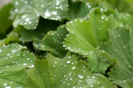 Calorie dark green daylight