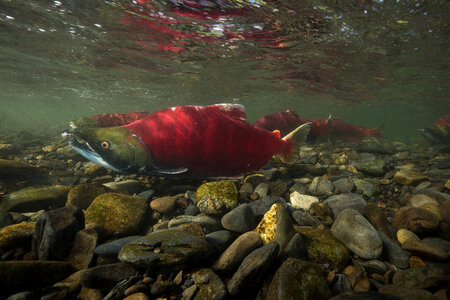 Sockeye Salmon-5 photo