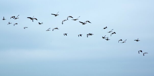 Flock of birds swarm flying