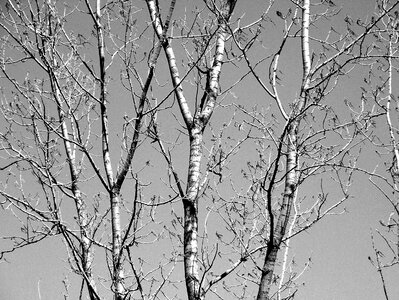 Nature outdoors foliage