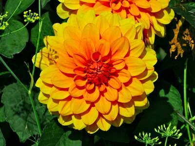 Flower nature orange