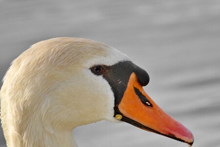 Beak detail side view photo