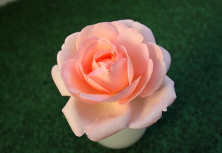 Blossom bloom flower