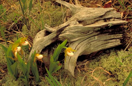 Orchid slipper white photo