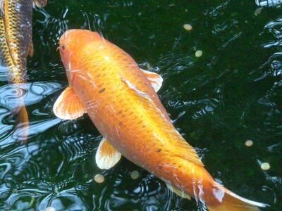 Creature animal swim