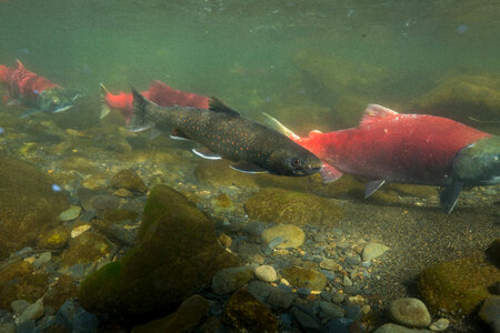  Dolly Varden -2