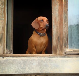 Canine window sill house photo