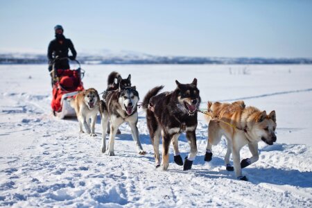 Husky safari in action. Running dog sledge team photo