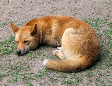 Sleeping Dingo - Canis lupus dingo photo