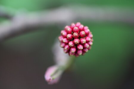 Plant nature grow photo