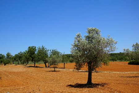 Plant tree garden