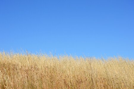 Skyline summer environment