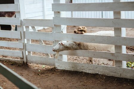 Farmhouse fence goat