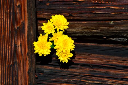 Yellow wood brown