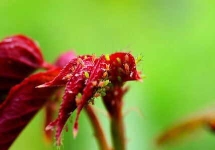 Red fly aphid sap-sucking