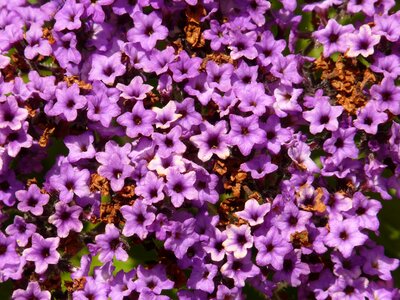 Boretschgewächs bush balcony plant