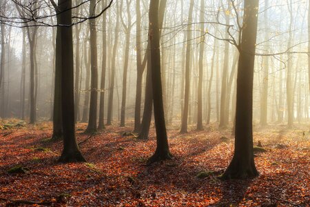 Autumn fall fog photo