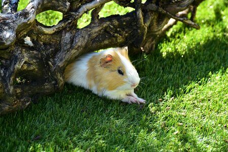Cute animal rodent