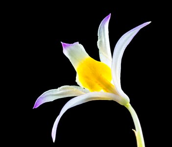 Blossom bloom white gellb purple