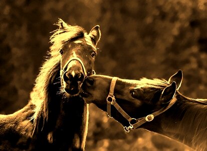 Horses kiss love photo