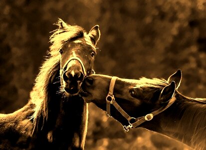 Horses kiss love