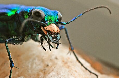 Beetle biology predatory photo