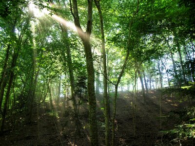 Mood backlighting sun