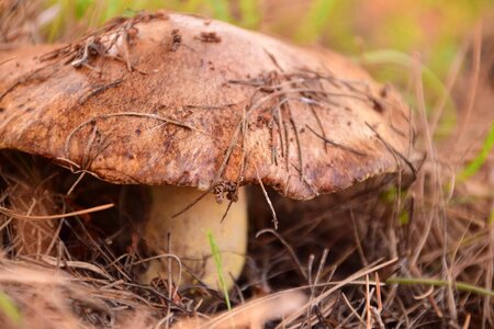 Autumn brown environment