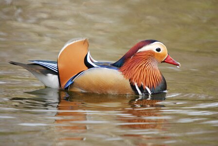 Exotic wildlife colorful