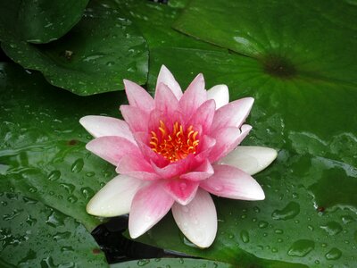 Nature conservation water nuphar