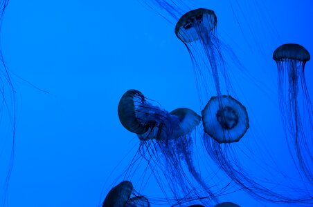 Medusa ocean animals