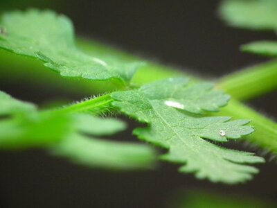 Plant close up fern photo