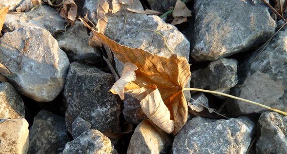 Leaves in the autumn leaf stone