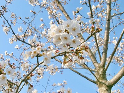 Cherry blossoms cherry tree spring photo