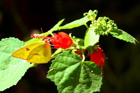 Little sulphur little sulfur butterflies