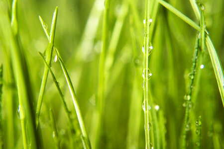 Wet grass photo