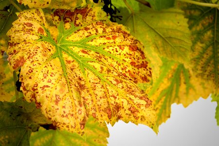 Leaf leaves vine leaves photo